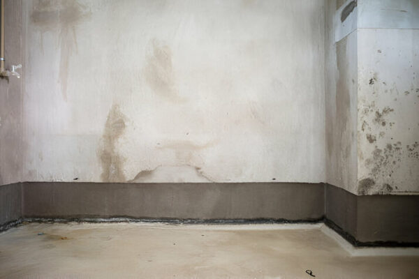 basement mold and mildew removal