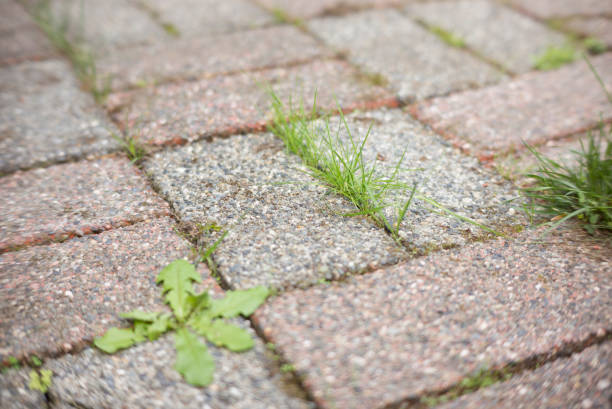 weeds growing between patio pavers needing maintenance in nyc