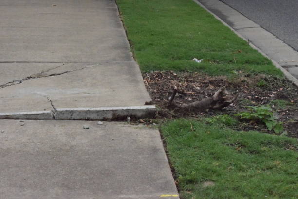 Close-up of cracked and uneven sidewalk slab caused by tree roots